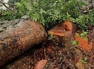 Chủ tịch huyện thua kiện vì ra quyết định xử phạt quá nhanh