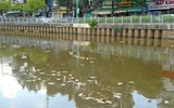 Cá chết nổi trắng kênh Nhiêu Lộc – Thị Nghè ảnh 4 Cá chết nổi trắng kênh Nhiêu Lộc – Thị Nghè ảnh 4
