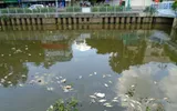 Cá chết nổi trắng kênh Nhiêu Lộc – Thị Nghè ảnh 3 Cá chết nổi trắng kênh Nhiêu Lộc – Thị Nghè ảnh 3