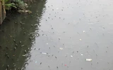 Cá lại ngóc đầu dày đặc trên kênh Nhiêu Lộc-Thị Nghè ảnh 6 Cá lại ngóc đầu dày đặc trên kênh Nhiêu Lộc-Thị Nghè ảnh 6