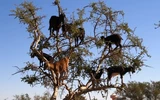 Chiêm ngưỡng loài dê leo cây thoăn thoắt như khỉ ở Maroc ảnh 5 Trên các nhành cây có thể chứa được sức nặng hơn chục con dê.