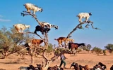 Chiêm ngưỡng loài dê leo cây thoăn thoắt như khỉ ở Maroc ảnh 6 Hình ảnh dê leo cây khiến nhiều khách du lịch thích thú.