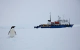 A penguin near the Akademik Shokalskiy