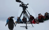 An Adélie penguin approaches a camera tripod