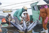Diễn biến mới nhất về 'thẻ vàng' với thủy sản Việt Nam Diễn biến mới nhất về 'thẻ vàng' với thủy sản Việt Nam