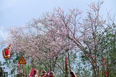 Xứ sở hoa đào đẹp ngẩn ngơ ngay tại miền Bắc Xứ sở hoa đào đẹp ngẩn ngơ ngay tại miền Bắc
