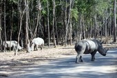 Tê giác con đầu tiên chào đời tại Vinpearl Safari Phú Quốc Tê giác con đầu tiên chào đời tại Vinpearl Safari Phú Quốc