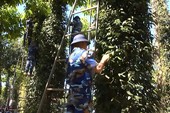 Hàng trăm chiến sĩ tham gia giúp dân thu hoạch tiêu Hàng trăm chiến sĩ tham gia giúp dân thu hoạch tiêu