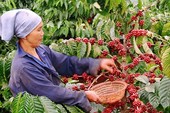 Người Thái nhập hơn 90% lượng cà phê từ Việt Nam Người Thái nhập hơn 90% lượng cà phê từ Việt Nam