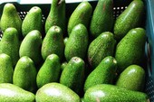 Người Mỹ chi hơn 2 tỉ USD mỗi năm để nhập quả bơ Người Mỹ chi hơn 2 tỉ USD mỗi năm để nhập quả bơ