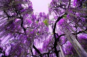 Nhật hủy tư cách đại diện xin visa của bảy công ty du lịch VN Nhật hủy tư cách đại diện xin visa của bảy công ty du lịch VN