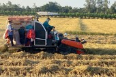 Sản lượng gạo của Việt Nam đang có bao nhiêu