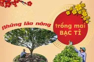 Những lão nông trồng mai bạc tỉ
