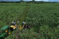 NPK Phú Mỹ góp phần cho một mùa mía ngọt bội thu