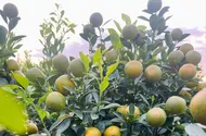 Tái sử dụng quất cảnh chưng Tết sao cho đúng cách?