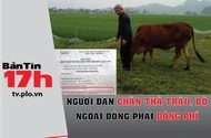 Người dân chăn thả trâu, bò ngoài đồng phải đóng phí