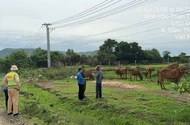Liên tiếp xảy ra tai nạn vì gia súc trên cao tốc, CSGT yêu cầu người dân ký cam kết