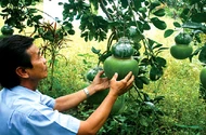 Về Phú Hữu ăn bưởi Năm Roi