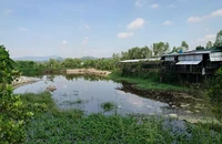 1 trại heo bị xử phạt gần 600 triệu vì vi phạm môi trường