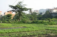 Hỗ trợ hơn 7 triệu đồng/m2 đất khu vườn rau Lộc Hưng
