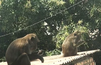Video: Vây bắt đàn khỉ ‘đại náo’ khu dân cư bằng cách nào?
