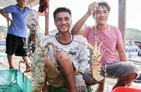 Find a solution to remove the deadlock in exporting spiny lobster to China