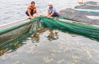 Thủ tục bán sang Trung Quốc vẫn tắc, hàng trăm tấn tôm hùm bông chờ 'giải cứu'