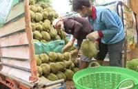 51 vườn trồng, 25 cơ sở đóng gói được xuất sầu riêng qua Trung Quốc
