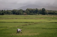 Giá đường, gạo tăng cao do El Nino gây mất mùa 