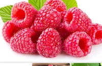 Ăn quả mâm xôi có thể ngăn ngừa bệnh tiểu đường