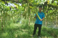 Nông dân Bắc Ninh đưa xơ mướp sang Châu Âu