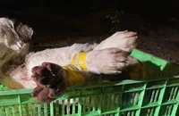 Nhóm trộm chó đi ô tô ở Bình Dương tông thẳng vào công an