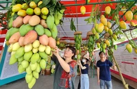 Đến Đồng Tháp thưởng thức Lễ hội xoài Cao Lãnh