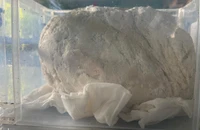 Ngư dân ở Huế vớt được vật nghi là long diên hương quý hiếm