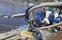 Trùm 'siêu trộm tôm' chưa có điều kiện thi hành án cho anh Châu Cà Mau