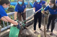 TP.HCM: Thanh niên ra quân dọn rác và bóc xóa quảng cáo trái phép