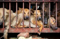 Hàng trăm báo cáo cầu cứu về nạn buôn bán thịt chó mèo 