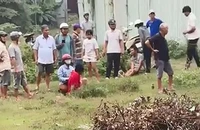 Vụ chọc trâu bị trâu húc ở Bình Chánh: Liệu có được bồi thường?