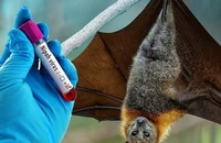 TP.HCM giám sát người từ vùng có dịch virus Nipah