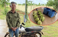 Khởi tố người đàn ông ăn trộm 9 quả sầu riêng