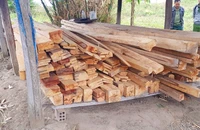 Vụ phá rừng ở Gia Lai: Thu hồi gỗ tang vật
