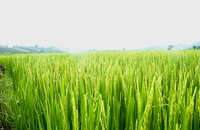 Luật Đất đai 2024: Không cần xác nhận 'nông dân' vẫn được nhận chuyển nhượng đất lúa