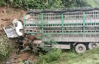 Xe tải chở 30 con bò lao xuống vực, tài xế tử vong trong cabin