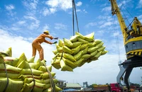 Thủ tướng vừa ký công điện về điều hành lúa gạo trước diễn biến mới
