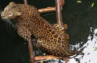 VIDEO: Độc đáo cách cứu chú báo bị mắc kẹt dưới giếng
