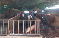 Phát hiện đàn heo bị bệnh dịch tả heo Châu Phi