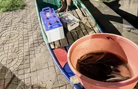 Cần Thơ: Bắt quả tang 1 người dùng xung điện bắt cá trên rạch Cái Khế