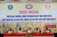 Triển khai cho vay ưu đãi thực hiện đề án 1 triệu ha lúa tại ĐBSCL