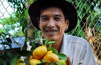 Quýt hồng được giá, tết vui hơn