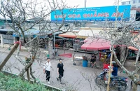 Hà Nội: Hoa lê rừng giá cả triệu đồng xuống phố